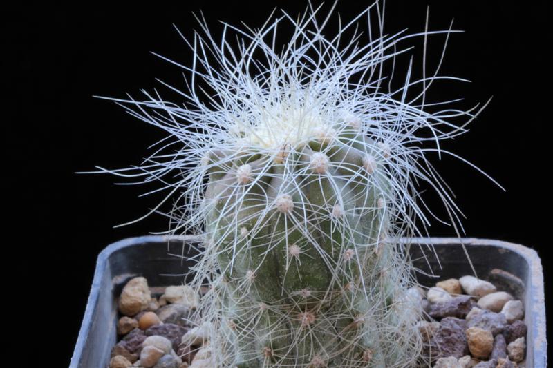 Copiapoa krainziana 