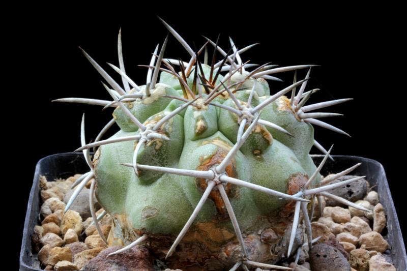 Copiapoa olivana L 816