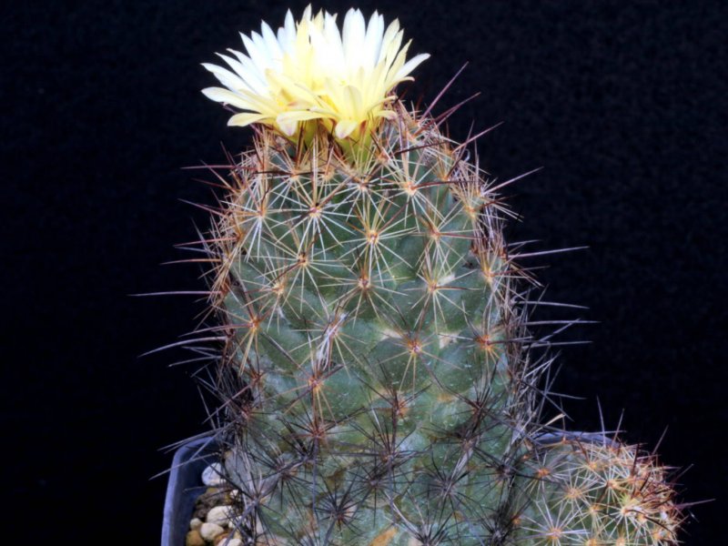 Coryphantha gladiispina SB 711