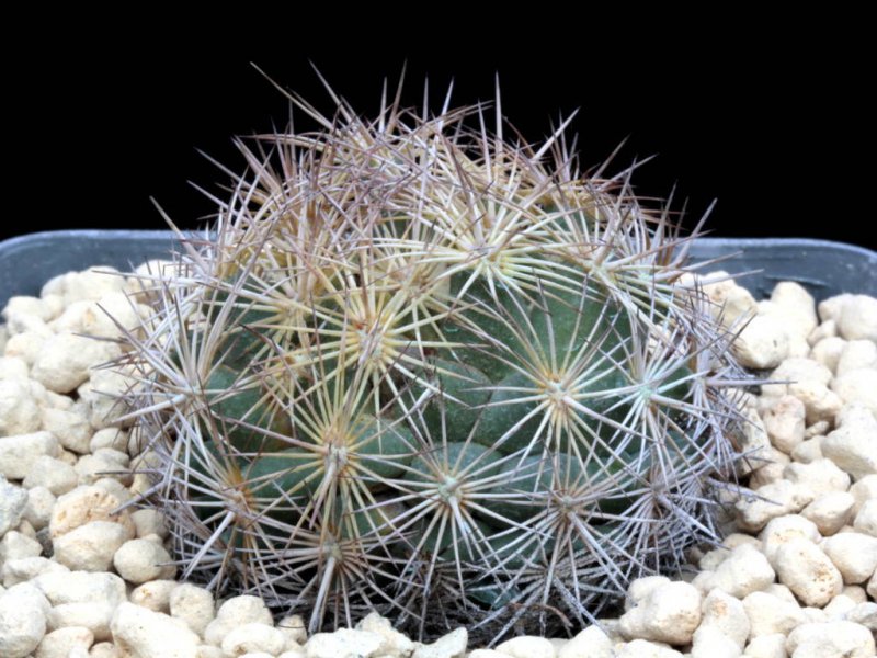 Coryphantha echinus 