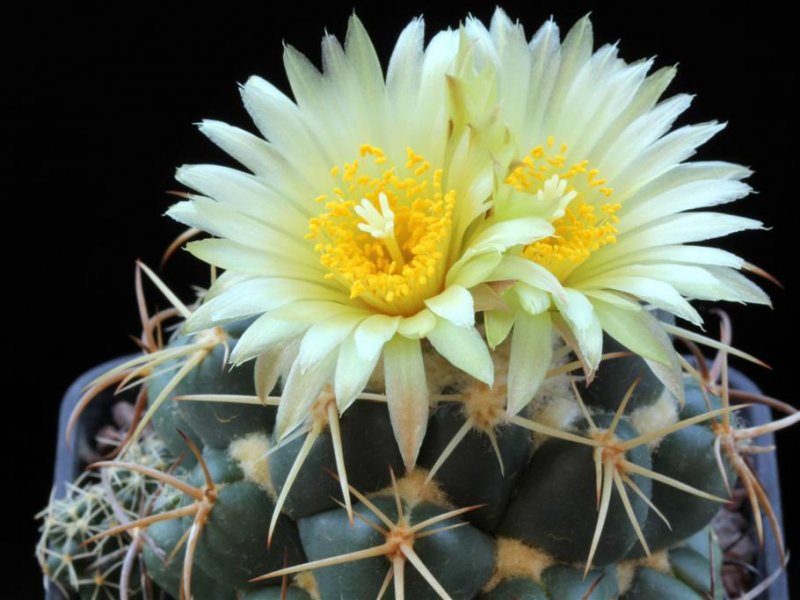 Coryphantha elephantidens 