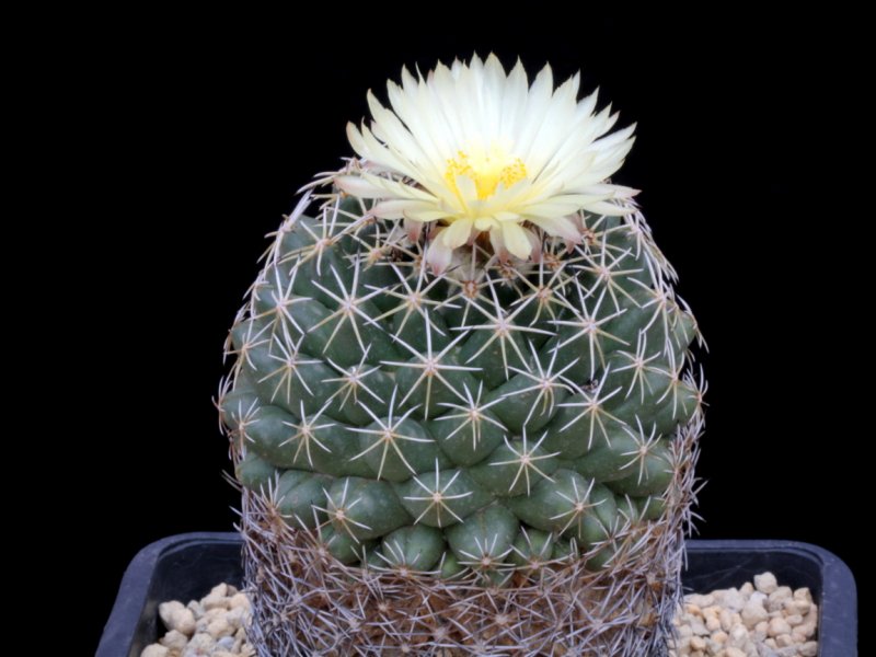 Coryphantha maiz-tablasensis 