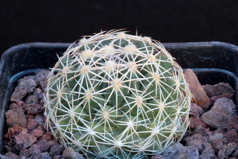 Coryphantha sulcata 