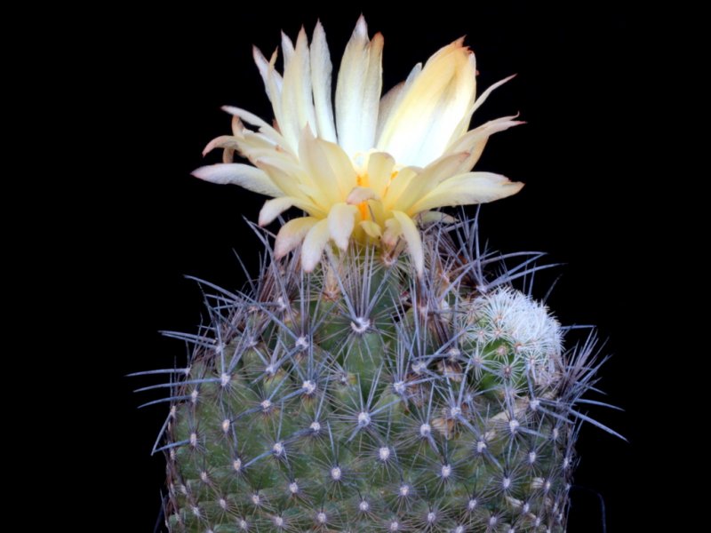 Coryphantha werdermannii 