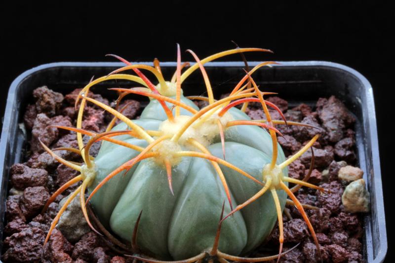 Echinocactus horizonthalonius 