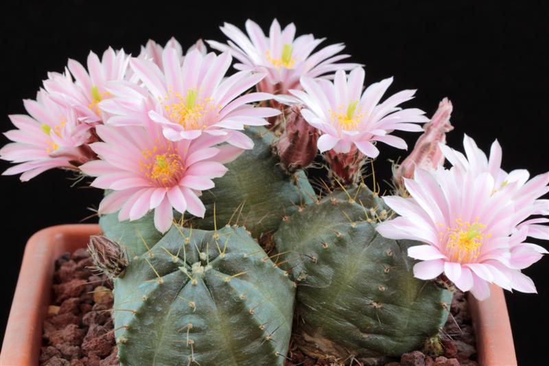 Echinocereus  knippelianus 