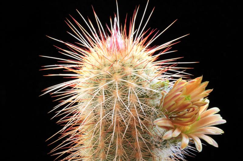 Echinocereus neocapillus 