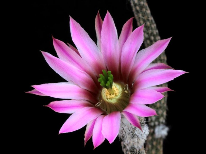 Echinocereus poselgeri 