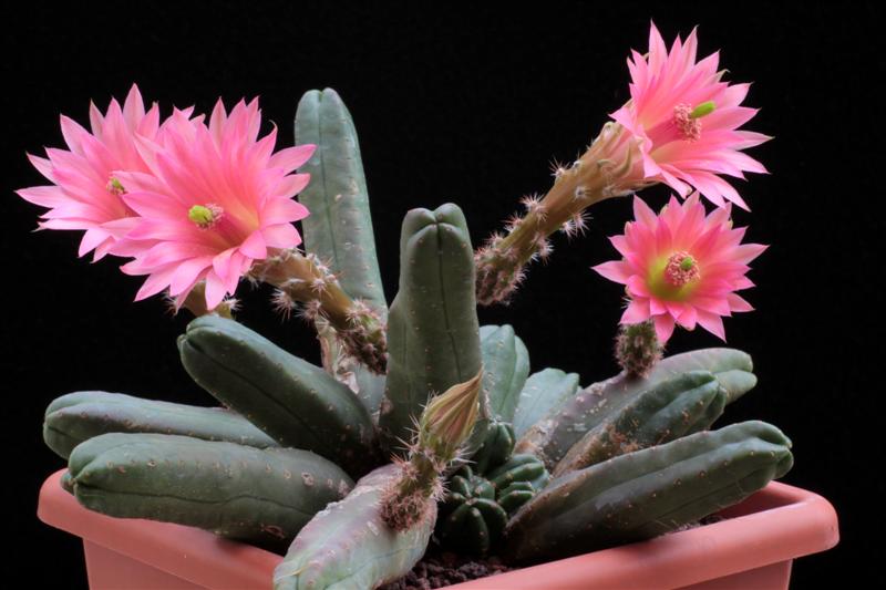 Echinocereus  scheeri ssp. gentryi 