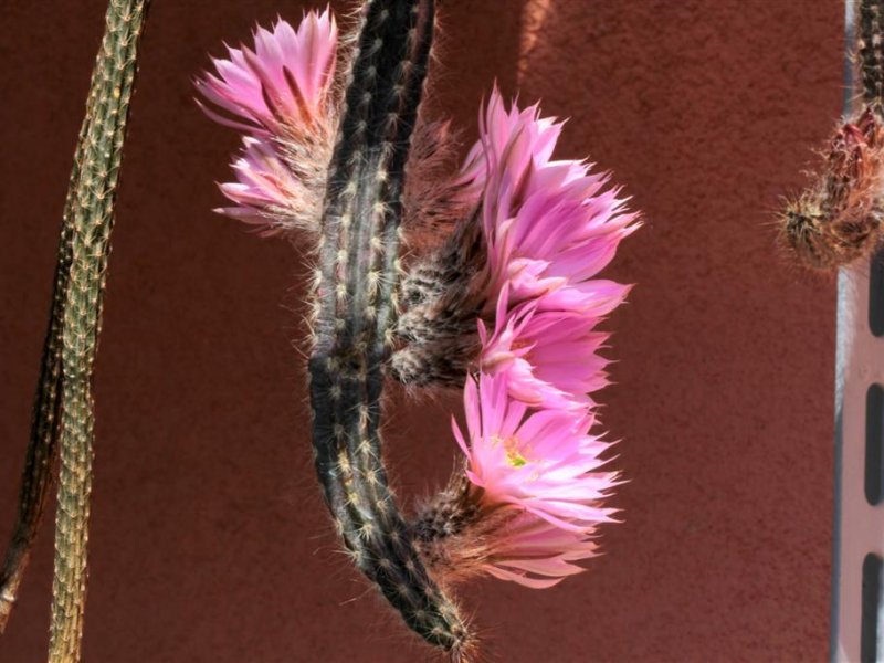 Echinocereus schmollii 
