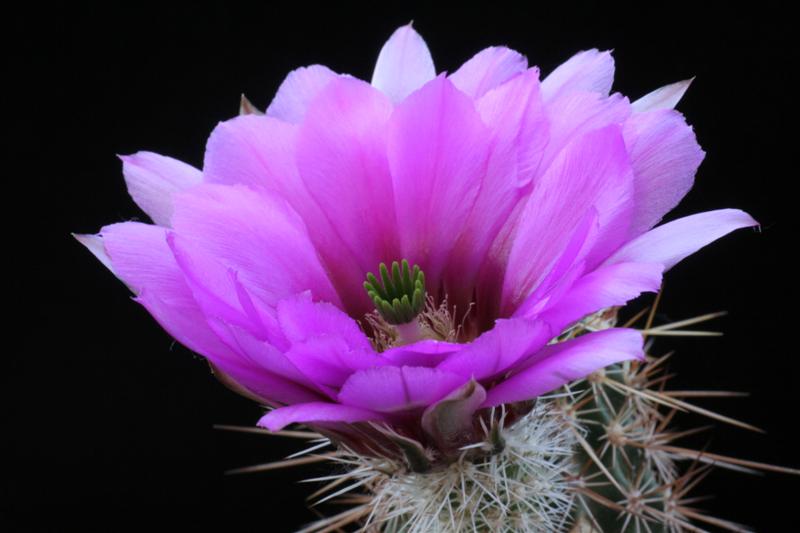 echinocereus engelmannii v. chrysocentrus