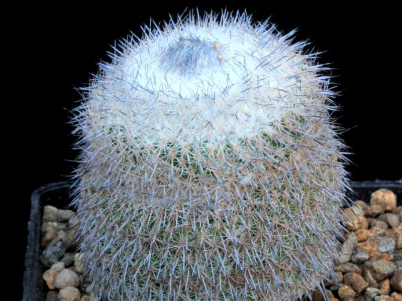 Epithelantha unguispina 