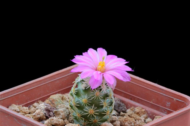 Escobaria minima 