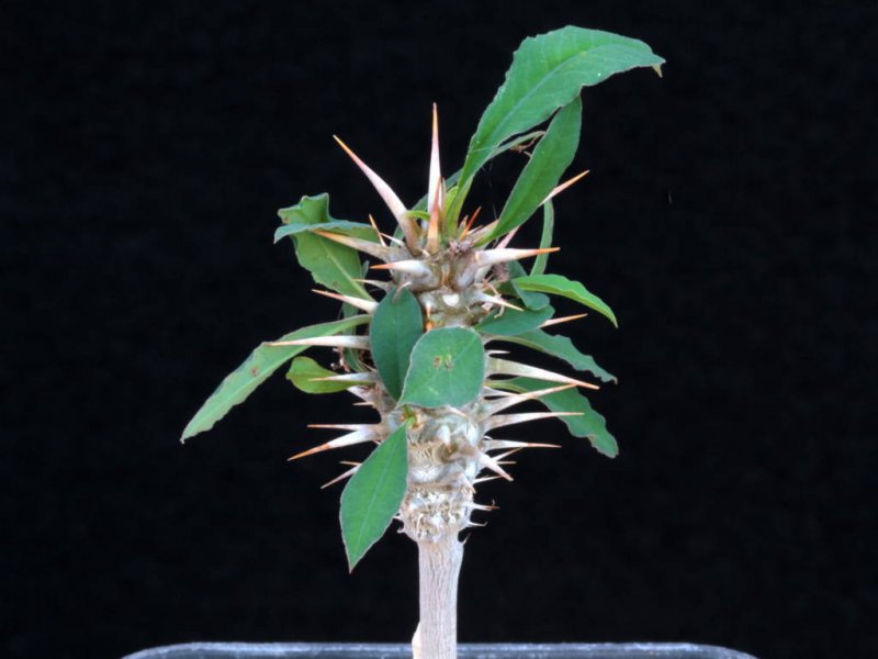 Euphorbia rossii 