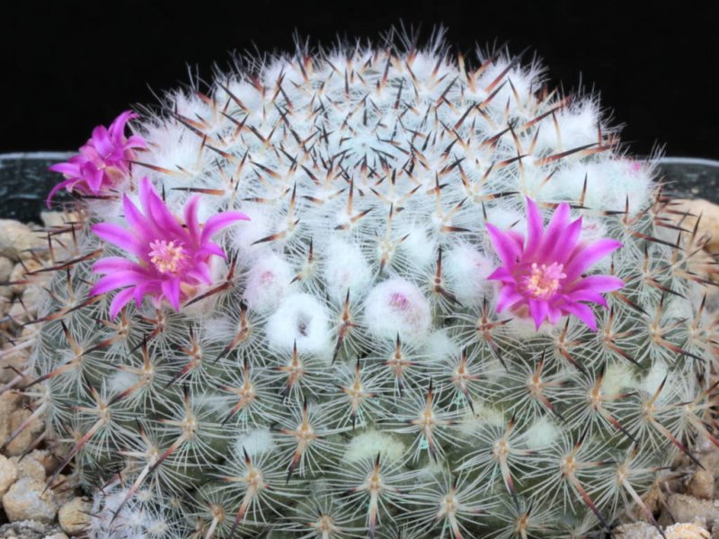 Mammillaria albata v. sanciro MBF 146