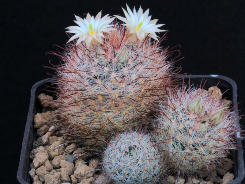 Mammillaria barbata 