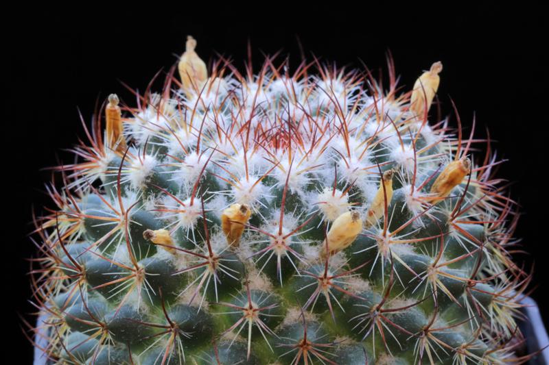 Mammillaria bonavitii 