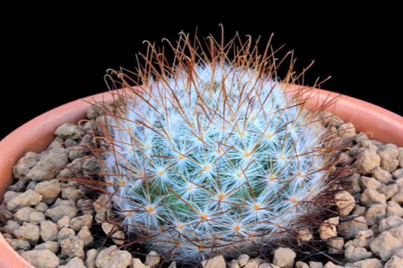 Mammillaria guelzowiana REPP 2323