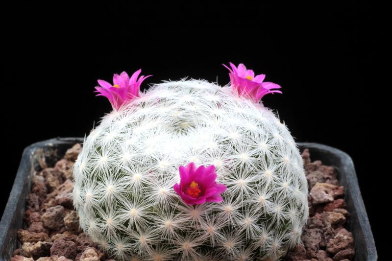 Mammillaria humboldtii 