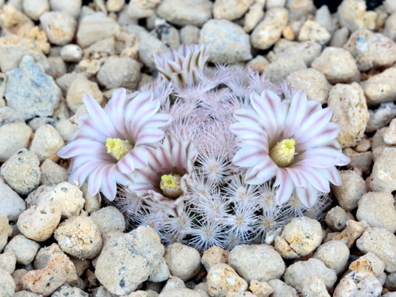 Mammillaria lasiacantha 