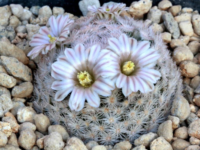 Mammillaria lasiacantha 
