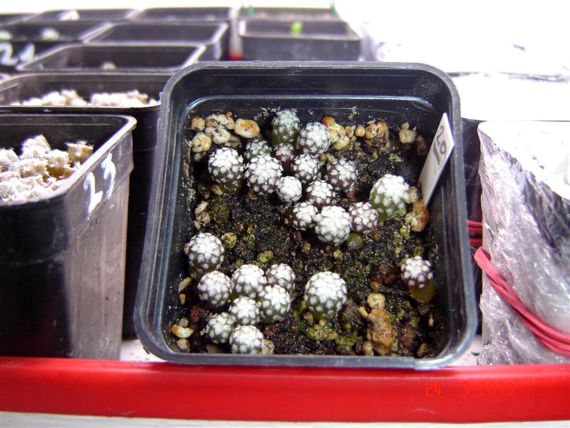Mammillaria pectinifera 