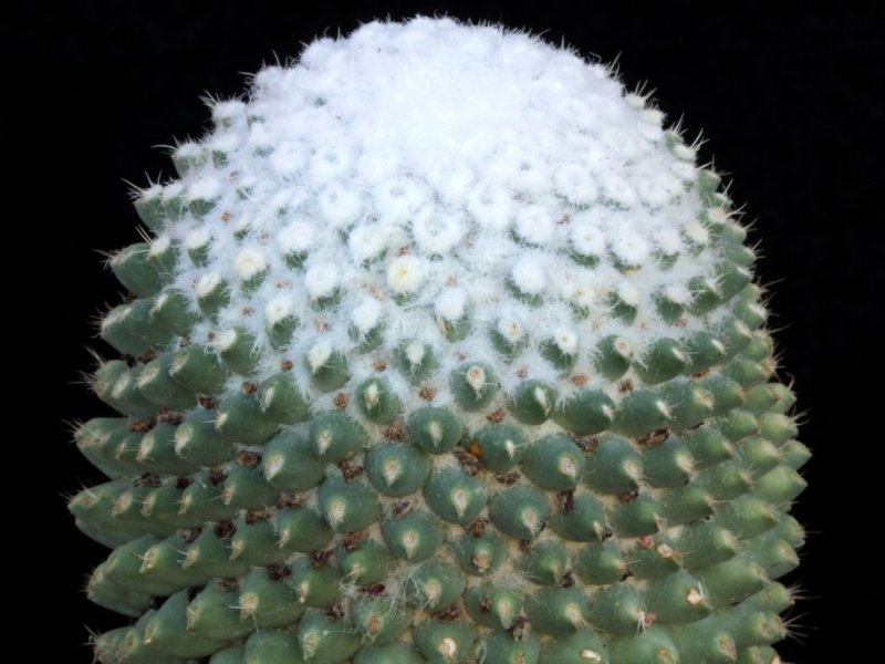 mammillaria polythele cv. nuda