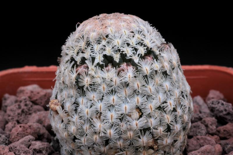 Mammillaria sanchez-mejoradae 