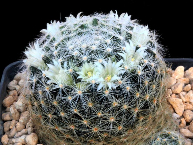 Mammillaria schiedeana ssp. dumetorum 