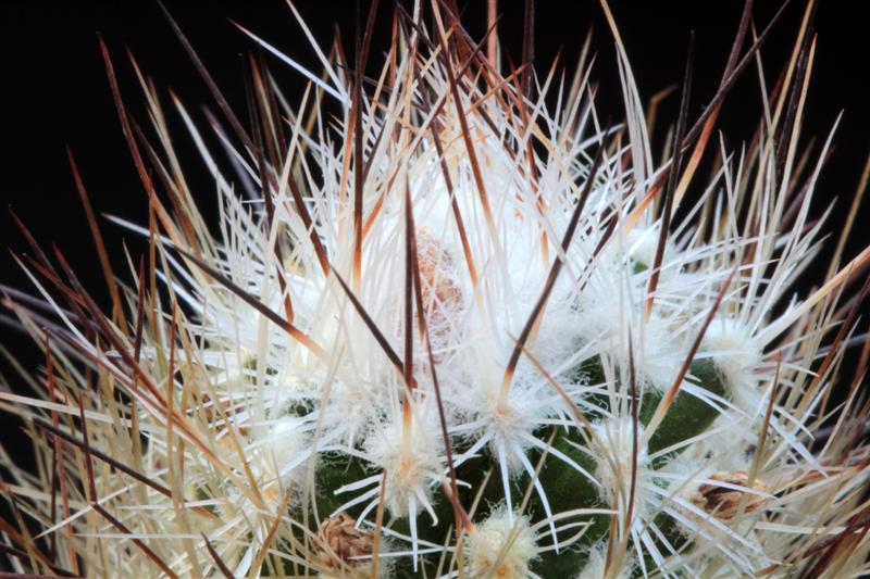 Rapicactus subterraneus 