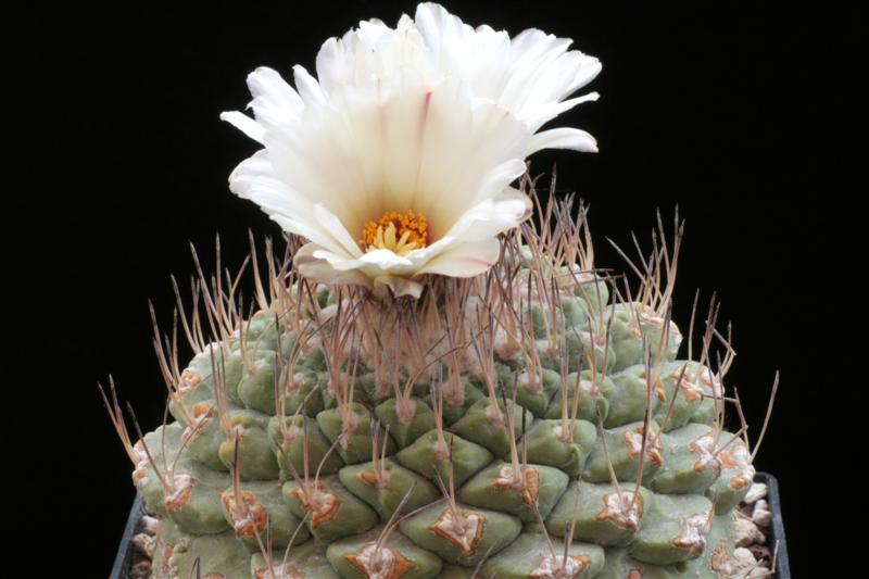 Strombocactus disciformis 