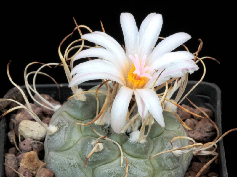 turbinicarpus macrochele ssp. kupchali