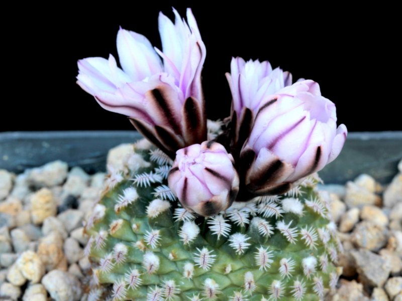 Turbinicarpus pseudopectinatus 