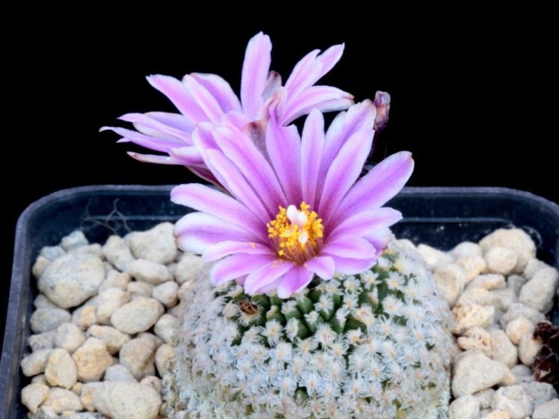 Turbinicarpus valdezianus 