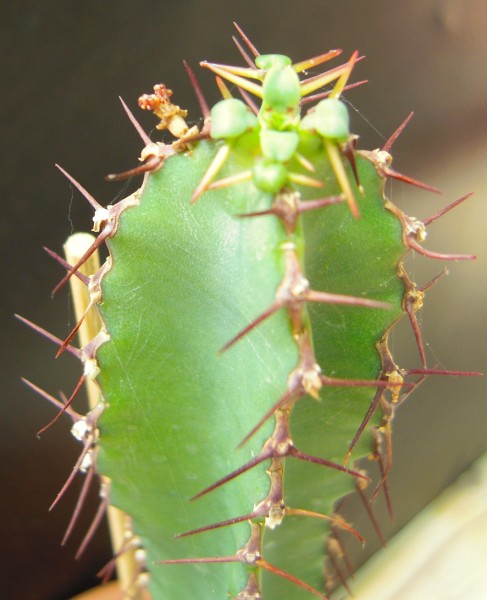 Euphorbia keithii 