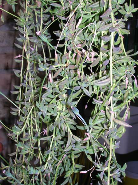 Senecio radicans 