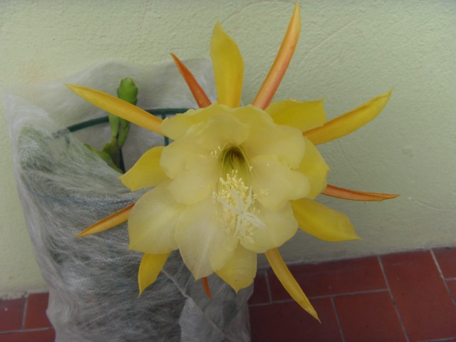 Epiphyllum cv. jennifer ann 