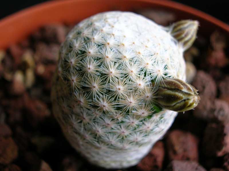 Mammillaria herrerae v. albiflora 