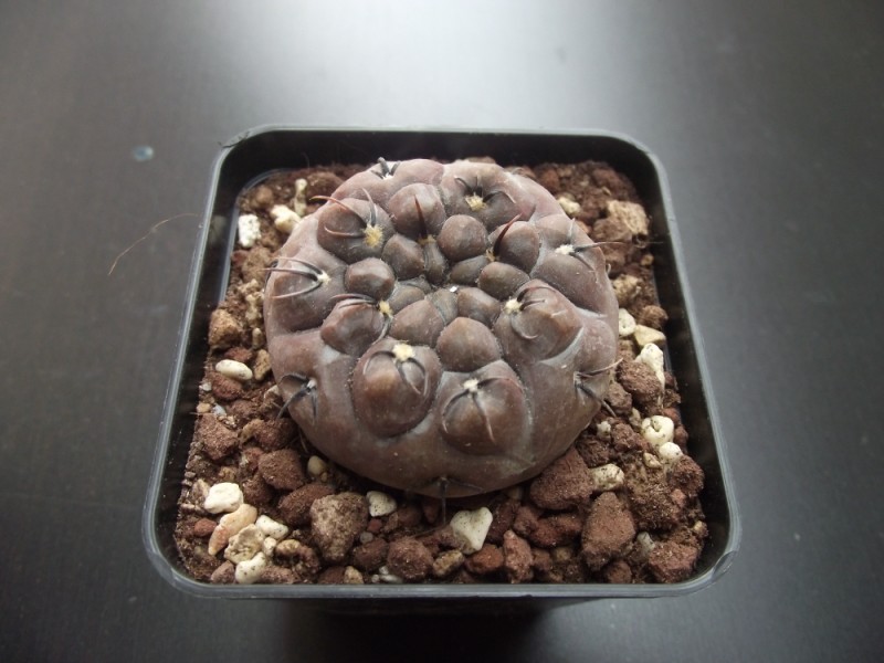 Gymnocalycium striglianum 