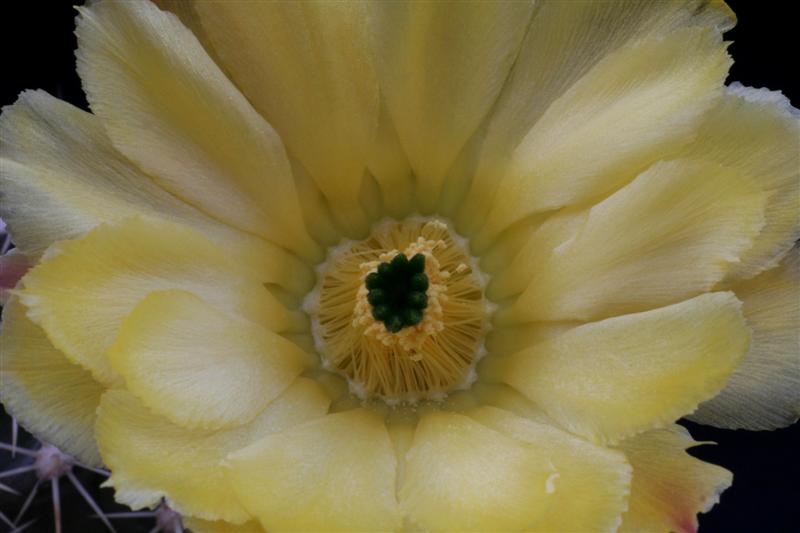 Echinocereus  ochoterenae L 624/a