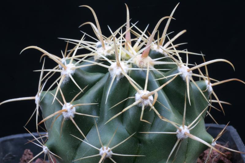 Ferocactus wislizeni ssp. herrerae 