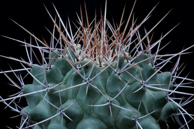 Thelocactus rinconensis 