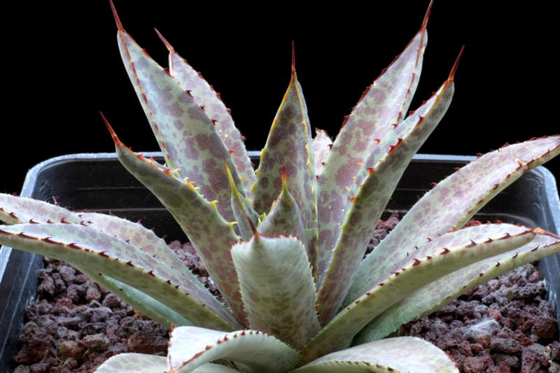 Agave cv. bloodspot 