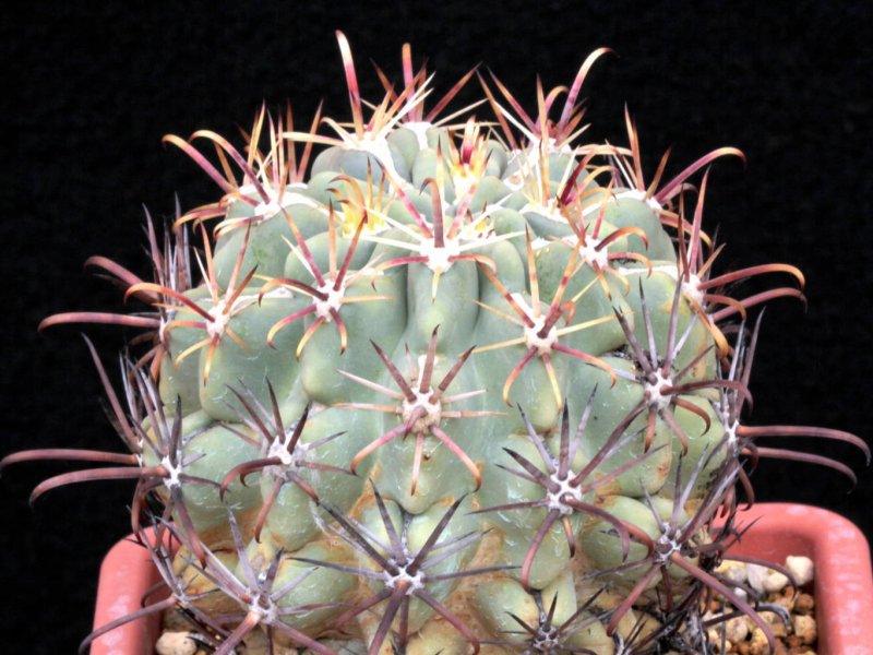 ancistrocactus mathssonii