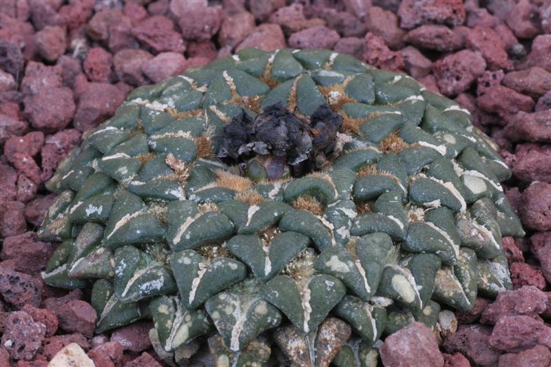 Ariocarpus kotschoubeyanus v. albiflorus 