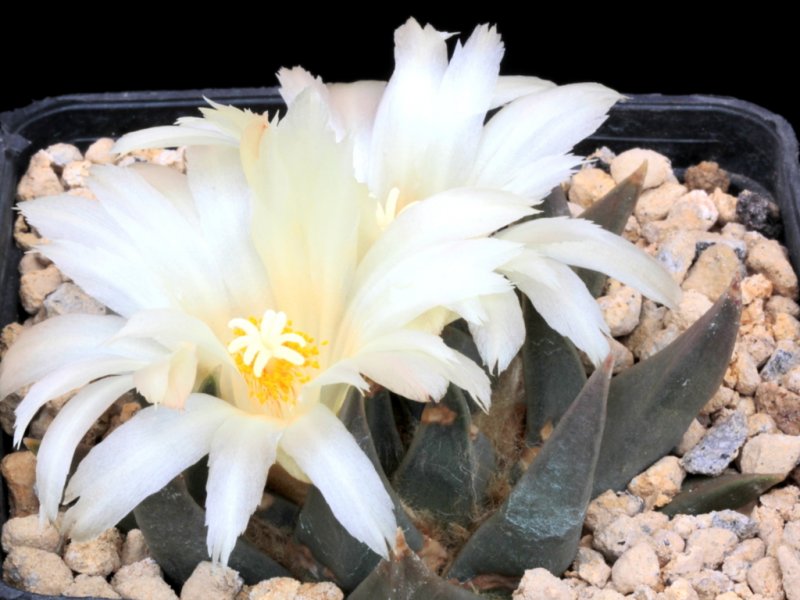 Ariocarpus retusus ssp. trigonus VZD 135