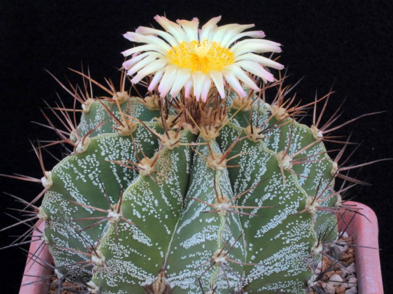 Astrophytum ornatum 