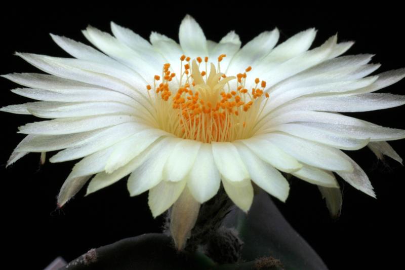 Astrophytum myriostigma v. nudum f. tricostatum 