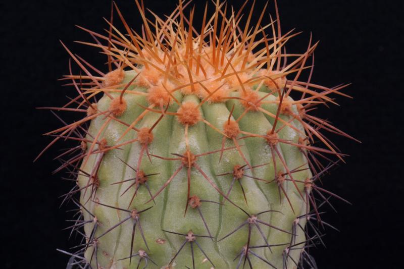 Copiapoa cinerea v. gigantea 