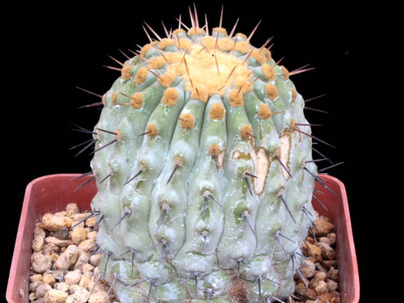 Copiapoa columna-alba 